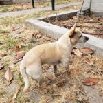 Anjing-Mungil-Menolak-Meninggalkan-Sudut-Jalan-2