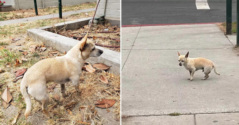 Anjing Mungil Menolak Meninggalkan Sudut Jalan Tempat Terakhir Dia Melihat Keluarganya