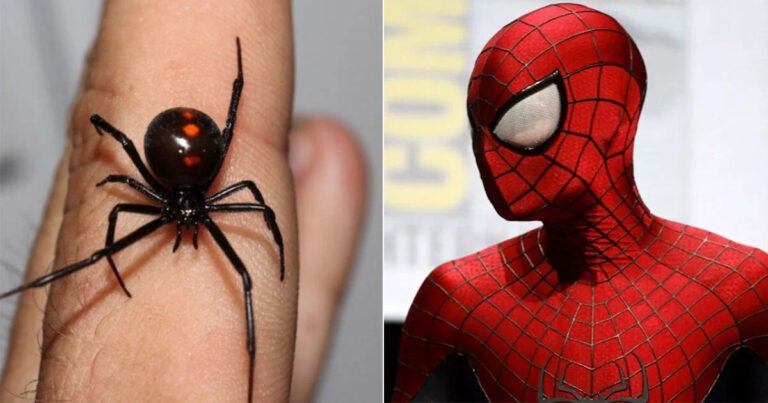 Bocah Berusia 8 Tahun Membiarkan Dirinya Digigit Janda Hitam Agar Bisa Menjadi ‘Spider-Man’