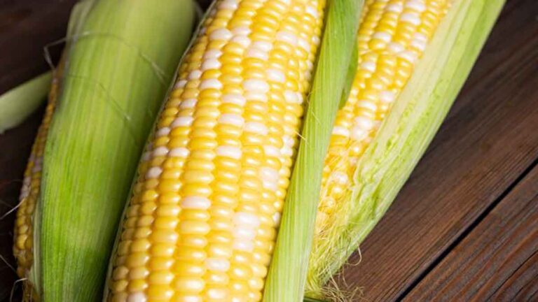 Sutra Jagung yang Kerap Dilewatkan Ternyata Berkhasiat Luar Biasa