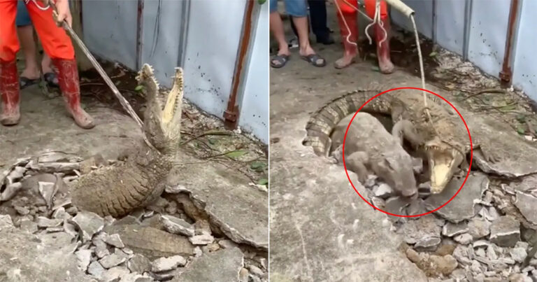 Orang-orang Dibuat Terkejut Setelah 3 Buaya Muncul di Celah di Trotoar Jalan Pemukiman