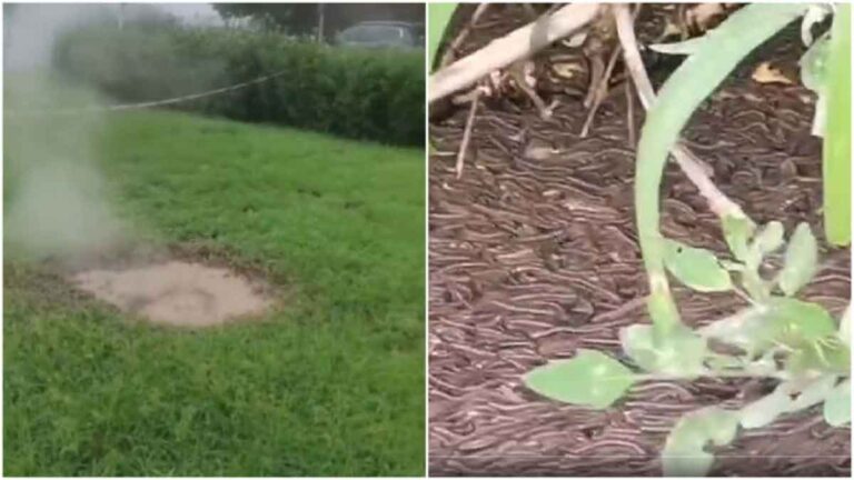 Halaman Rumput di Beijing Menyemprotkan Air Panas Hingga Migrasi Besar-besaran Serangga di Hebei (Video)