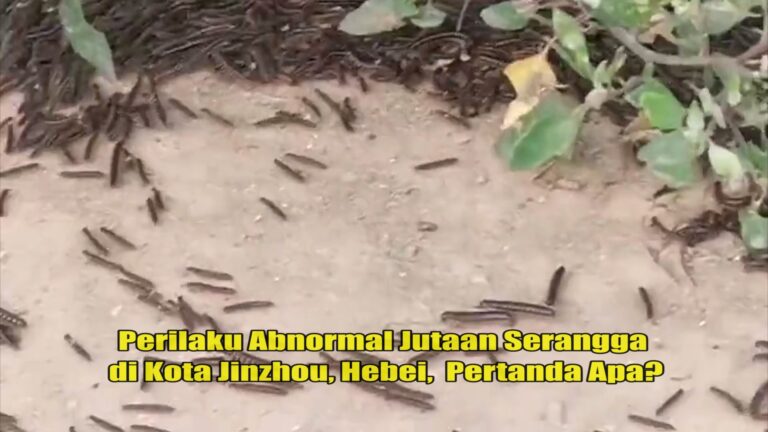 Perilaku Abnormal Jutaan Serangga di Kota Jinzhou, Hebei, Pertanda Apa?