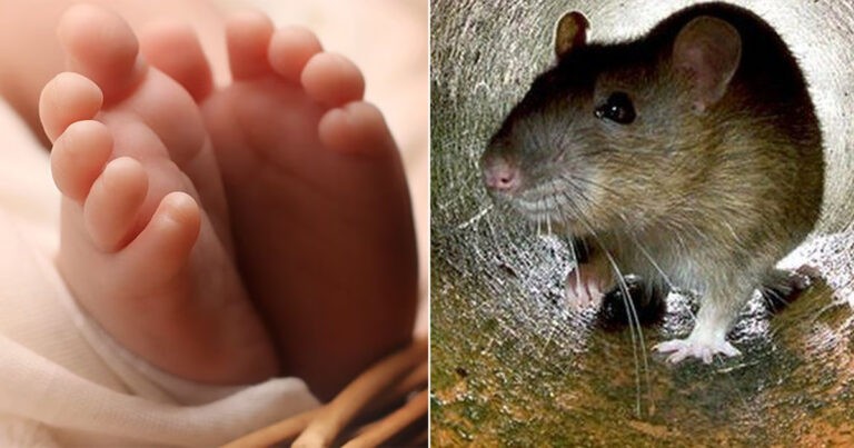 Bayi Berusia 6 Bulan di AS yang Terabaikan Hampir Meninggal oleh Tikus