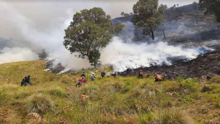 Kebakaran Hutan dan Lahan di Bukit Teletubies Gunung Bromo, Sebagian Kawasan Wisata Ditutup