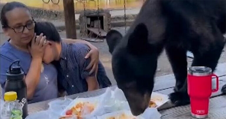 Momen Menakutkan Saat Beruang Melompat ke Atas Meja dan Merusak Piknik Keluarga