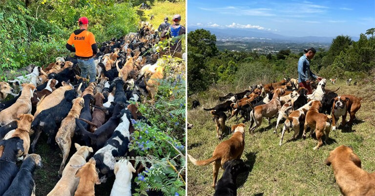 Tempat Perlindungan yang Memungkinkan Pengunjung Mendaki Gunung dengan Ratusan Anjing yang Dapat Diadopsi