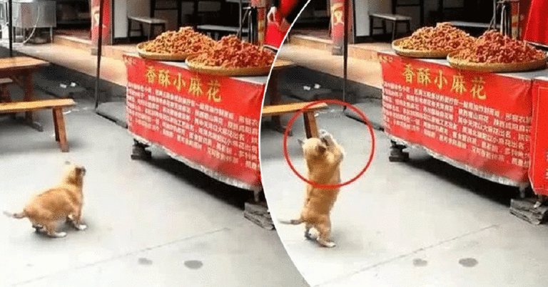 Anak Anjing Liar Menunjukkan ‘Seni Mengemis’ Makanan dengan Cara yang Paling Menggemaskan
