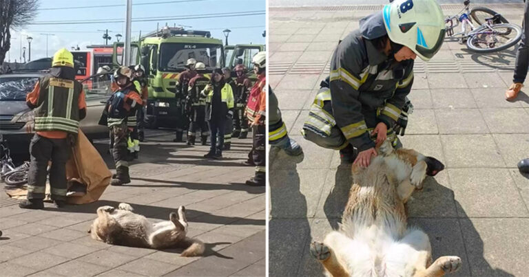 Anjing Melihat Peragaan Orang yang Berpura-pura Mati dan Memutuskan untuk Menirunya