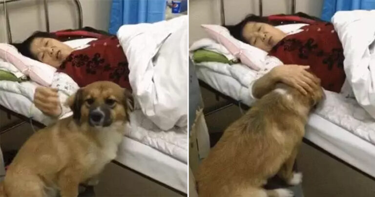 Anjing Mengkhawatirkan Kondisi Pemiliknya, Menyelinap ke Rumah Sakit dan Tidak Mau Pergi