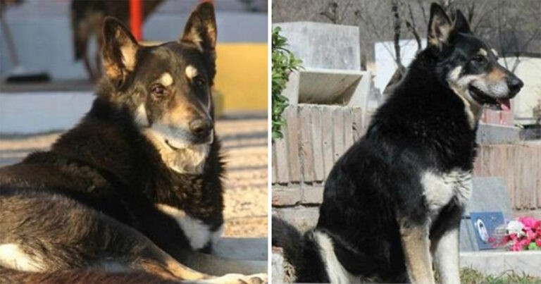 Anjing Menjaga Makam Pemiliknya Selama 11 Tahun Sebelum Dirinya Sendiri Mati