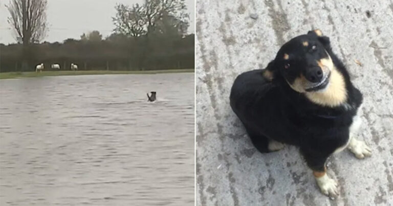 Anjing Pahlawan Berenang Melalui Perairan Banjir untuk Menyelamatkan Domba yang Terdampar