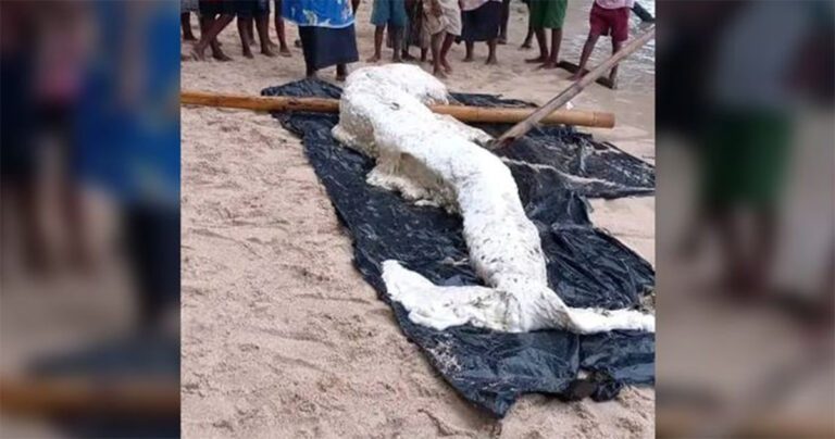 Bangkai Makhluk ‘Putri Duyung’ yang Aneh Terdampar di Pantai di Papua Nugini, Para Ahli Bingung