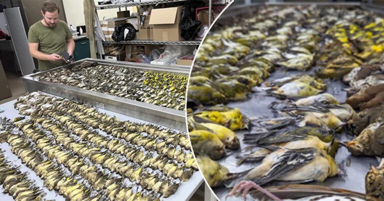 Bangunan Tertutup Kaca Membunuh Lebih dari 1.000 Burung Hanya dalam Satu Hari