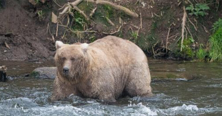 ‘Grazer’ Mungkin Adalah Beruang Paling Gemuk di Dunia
