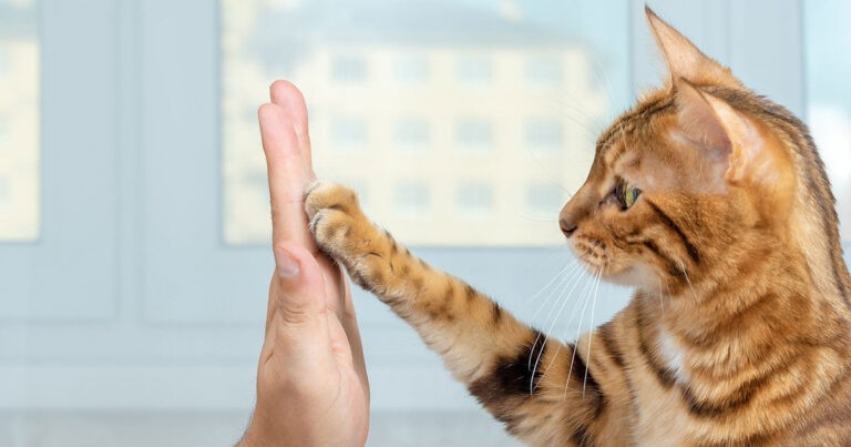 Bereksperimenlah : Cari Tahu Apakah kucing Anda Kidal Atau Tidak