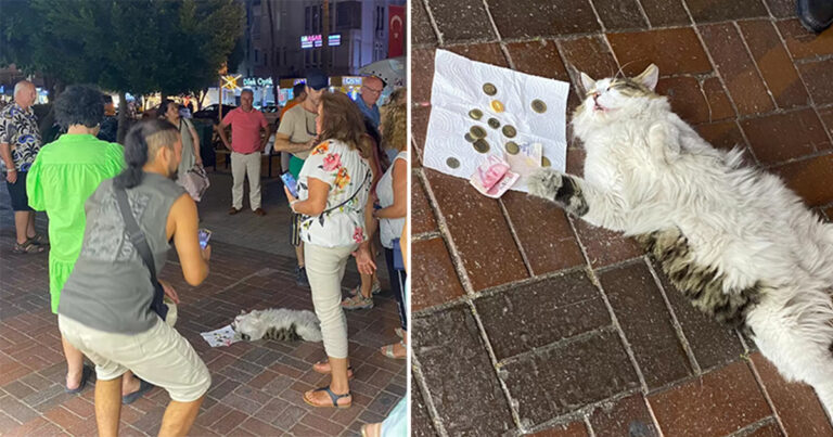 Kucing Secara Tidak Sengaja Mengumpulkan ‘Uang untuk Amal’ Setelah Tertidur di Trotoar