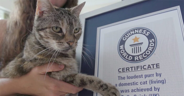 Kucing di Inggris Memecahkan Rekor Dunia Guinness untuk Dengkuran Paling Keras