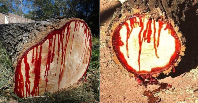 Bloodwood – Pohon yang Berdarah Saat Ditebang