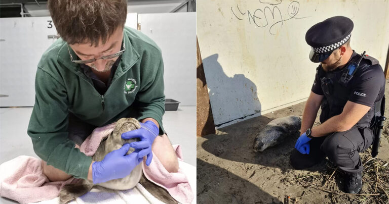 Polisi Bergegas Membantu ‘Anjing’ yang Terluka di Pantai dan Menemukan Sesutau yang Tak Terduga