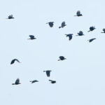 Pria-Melihat-Burung-Gagak-Terbang-1