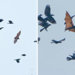 Pria-Melihat-Burung-Gagak-Terbang