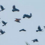 Pria-Melihat-Burung-Gagak-Terbang-2