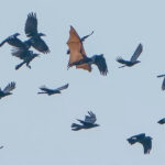 Pria-Melihat-Burung-Gagak-Terbang-3