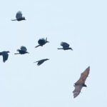 Pria-Melihat-Burung-Gagak-Terbang-4