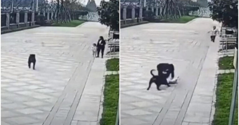 Seorang Gadis Berusia 2 Tahun di Tiongkok Terluka Parah Setelah Seekor Rottweiler Menyerangnya