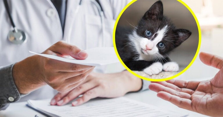 Seorang Wanita Merasa Depresi, Dokternya Meresepkannya Seekor Kucing