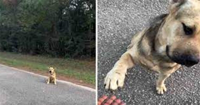 Anjing Liar Berjalan ke Gerbang Suaka dan Mengulurkan Cakarnya Minta Diselamatkan