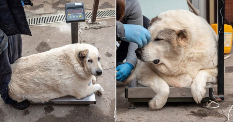Anjing Liar di Rusia Menderita Obesitas Ekstrim, Beratnya Hampir 100 Kilogram