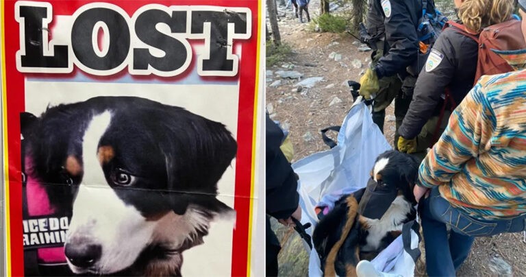 Anjing yang Hilang Selama Dua Bulan Ditemukan di Gunung oleh Pendaki