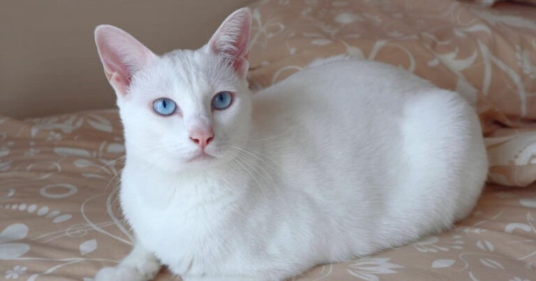 Punah Hanya dalam 13 Tahun! Kisah Tragis Ras Kucing Ojos Azules