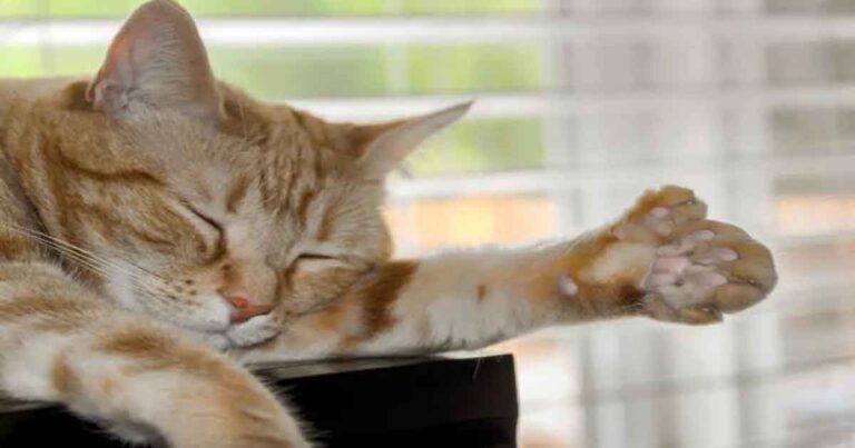 Kucing dengan Jari Kaki Ekstra Dijuluki Sebagai Kucing Polidaktil 