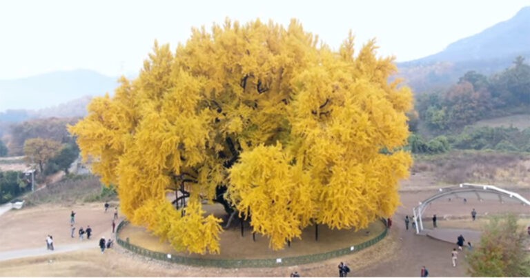 Pohon Ginkgo Berusia 860 Tahun yang Megah di Korea Selatan