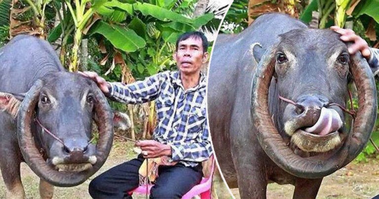 Tanduk Kerbau Berusia 16 tahun Telah Tumbuh Seperti ‘Kalung’, dan Seseorang Menawar Rp 105 Juta, Tapi Pemilik Memasang Harga Rp 400 Juta