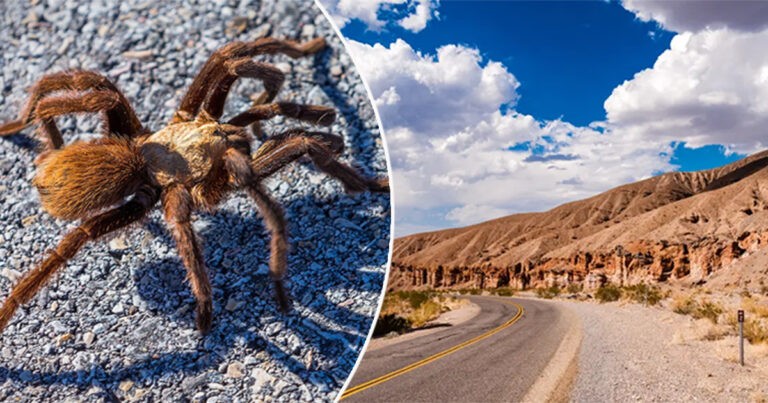 Tarantula Disalahkan dalam Kecelakaan Lalu Lintas yang Menyebabkan Pengendara Motor Dilarikan ke Rumah Sakit