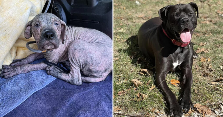 Anak Anjing Keriput Berwarna Merah Muda Mengejutkan Tim Penyelamat dengan Transformasinya yang Tak Terduga