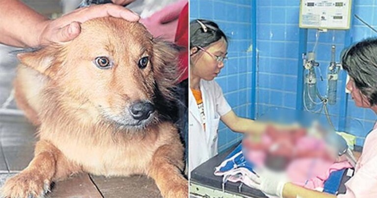 Anjing Membawa Pulang Kantong Plastik, Pemiliknya Kaget dengan Isinya