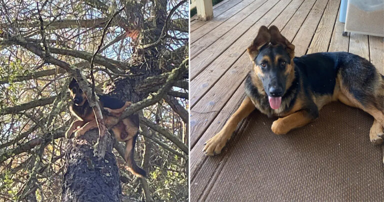 Anjing yang Menentang Gravitasi Bertemu Kembali dengan Ayah Manusianya Setelah Menghilang di Pohon Setinggi 7,5 Meter