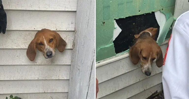 Anjing yang Suka Usil Mendapati Dirinya Terjebak di Dinding