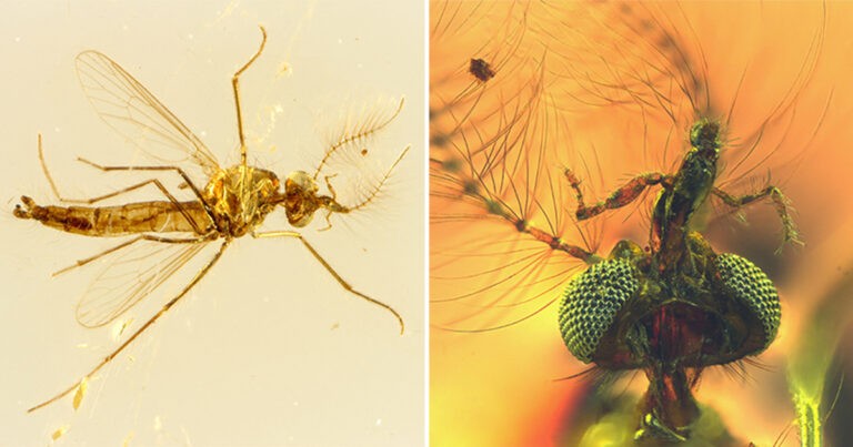 Fosil Nyamuk Tertua Hadir dengan Kejutan Penghisap Darah