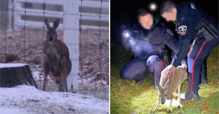 Kanguru di Kebun Binatang di Kanada Kabur, Berhasil Ditangkap Kembali Setelah Meninju Muka Polisi