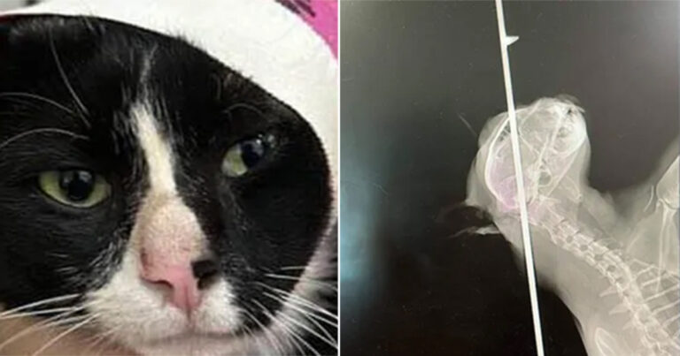 Kucing Menggunakan Satu dari ‘Sembilan Nyawanya’ untuk Bertahan Hidup Setelah Ditembak di Kepalanya dengan Tombak