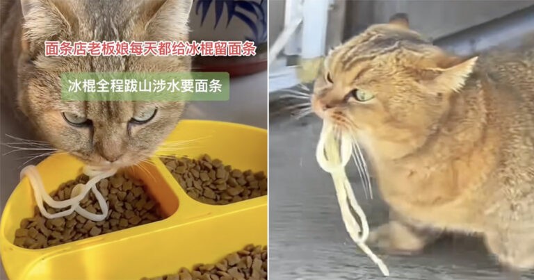 Kucing di Tiongkok Menantang Musim Dingin untuk Mendapatkan Mie dari Toko Terdekat Dua Kali Setiap Hari