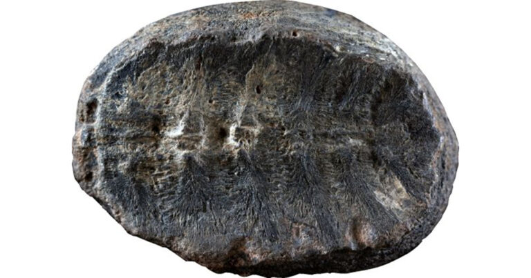 Misteri Identitas Asli Fosil Berusia 132 Juta Tahun Akhirnya Terungkap