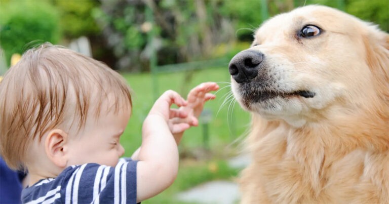Pakar Memperingatkan Keluarga dengan Anak-anak Terhadap Tiga Ras Anjing