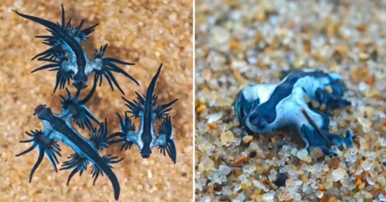 Ratusan Makhluk Laut Dalam yang Berbisa Secara Misterius Terdampar di Pantai